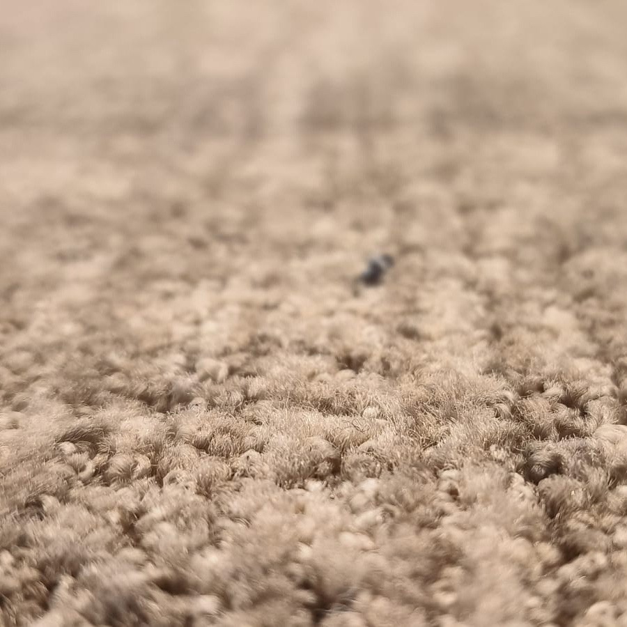 Beaulieu Carus Rockefeller Hazel RF6 151 