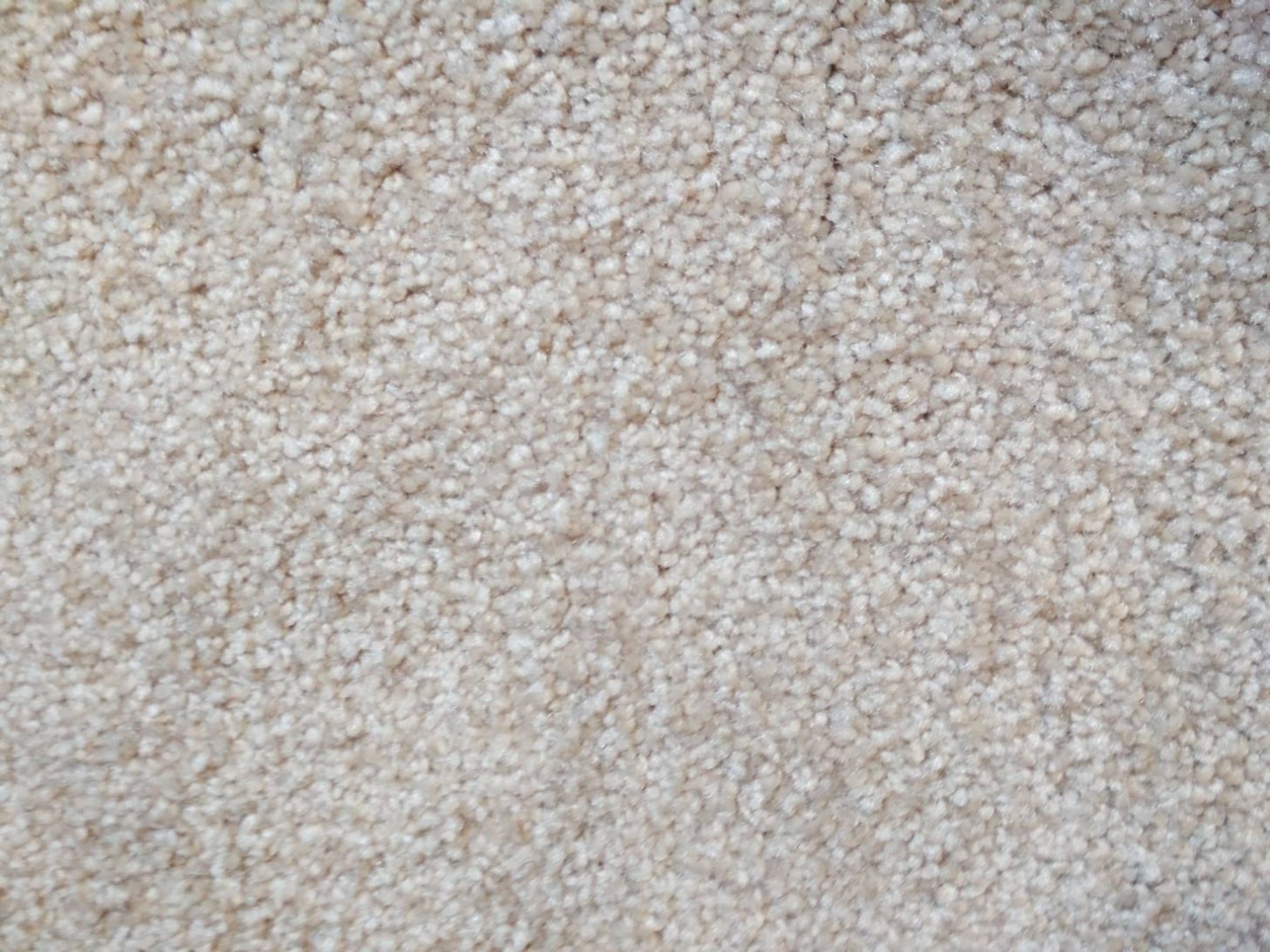 Condor Splendido 114