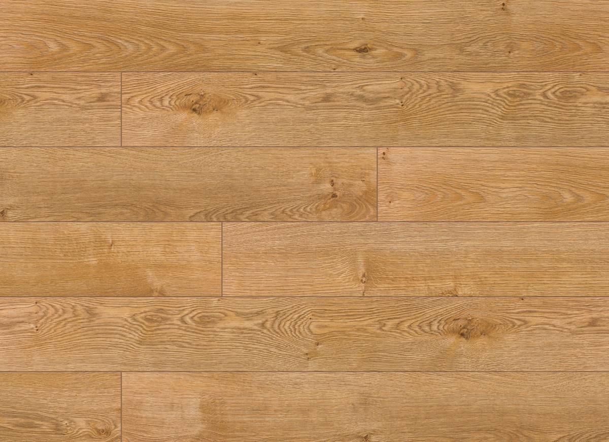 Classen Dąb Pasadena wyprzedaż